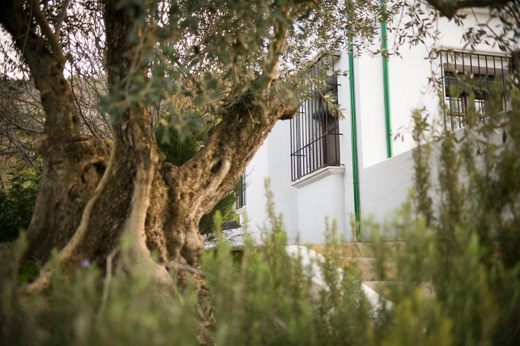 مبيت وإفطار بييغو ذي كورذوبا Casa Olea المظهر الخارجي الصورة